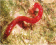 Macrofauna